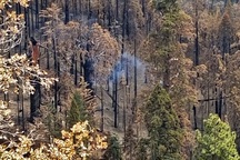 Loài cây lạ vẫn âm ỉ cháy và bốc khói sau gần một năm cháy rừng