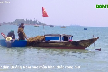 Người dân Quảng Nam vào mùa khai thác rong mơ