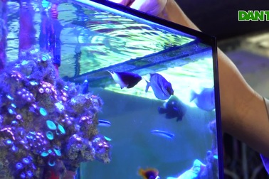 Bỏ phố về quê khởi nghiệp với cá cảnh nước mặn
