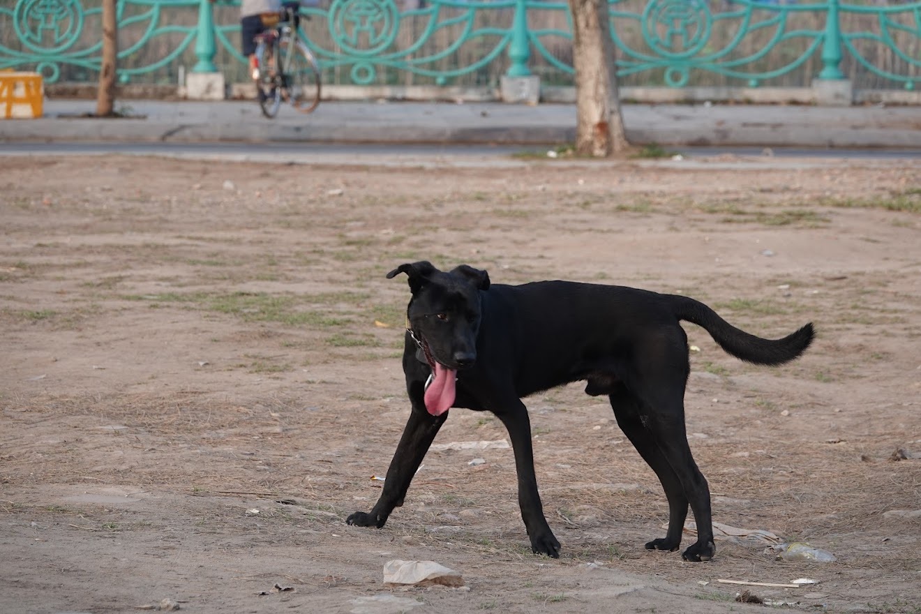 Cần xử phạt cả người để chó đi vệ sinh bừa bãi - 1