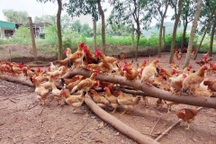 Đang làm việc lương nhiều người mơ ước, người đàn ông bỏ phố về quê nuôi gà