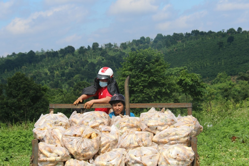 Anh nông dân chơi lớn, gửi tặng người dân TPHCM cả vườn cải trăm triệu - 9 Anh nông dân chơi lớn, gửi tặng người dân TPHCM cả vườn cải trăm triệu - 9