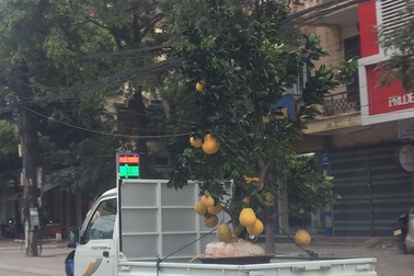 Mổ gà, chở cây dịp Tết, kiếm bạc triệu mỗi ngày