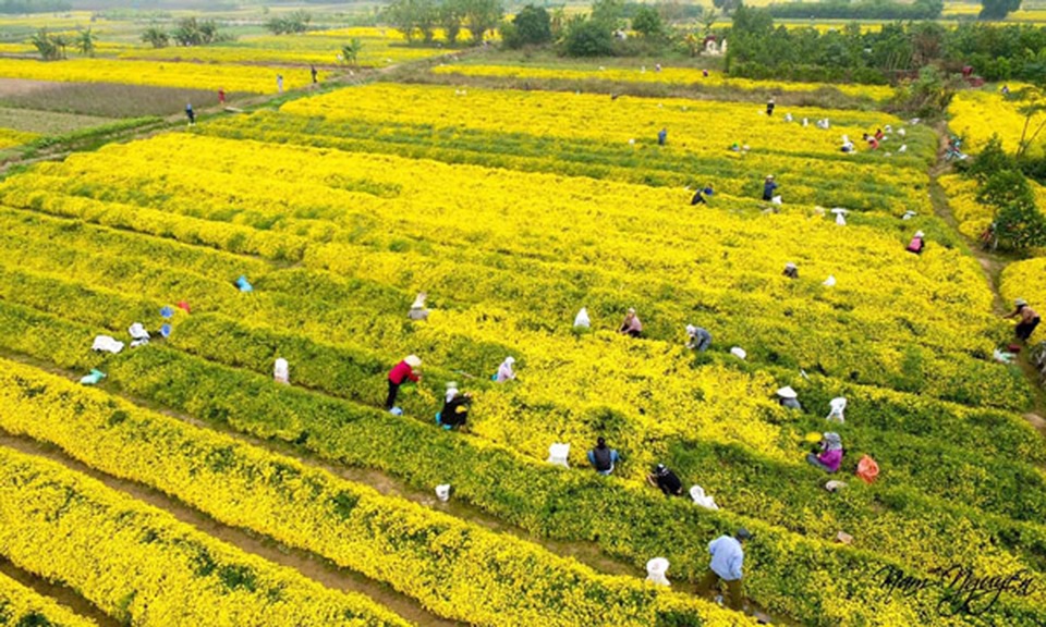 Hái hoa cúc về sấy khô, mỗi kg bán giá lên đến 800 nghìn đồng - 1 Hái hoa cúc về sấy khô, mỗi kg bán giá lên đến 800 nghìn đồng - 1