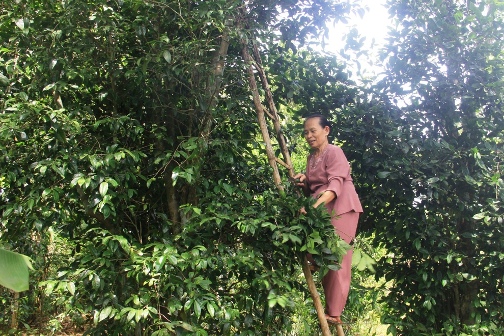 Vườn chè cổ thụ được gìn giữ như báu vật, trả tiền triệu mỗi gốc không bán - 6 Vườn chè cổ thụ được gìn giữ như báu vật, trả tiền triệu mỗi gốc không bán - 6