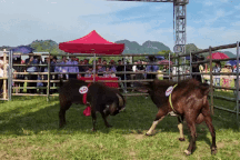 Mãn nhãn hội chọi dê độc đáo ở Ninh Bình