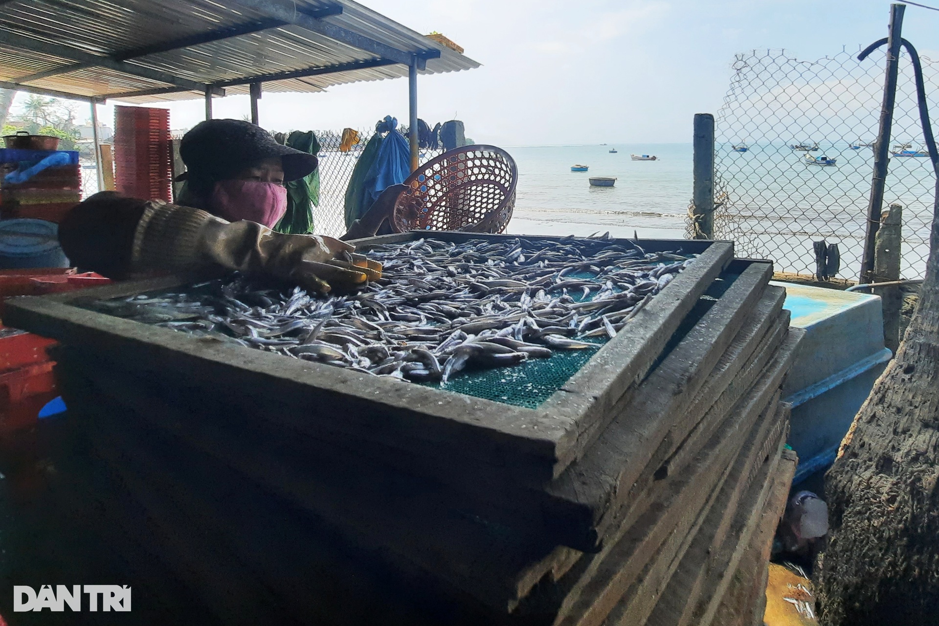 Phụ nữ vùng biển tất bật với mùa phơi cá cơm - 5 Phụ nữ vùng biển tất bật với mùa phơi cá cơm - 5