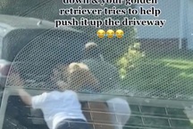 Thấy người nhà đẩy xe hơi chết máy, chó cưng nhảy xuống xe đẩy cùng gây kinh ngạc