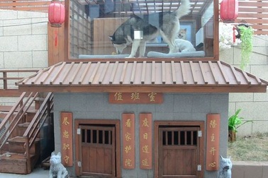 Chi hàng trăm triệu đồng xây biệt thự có bể bơi, điều hòa cho chó cưng