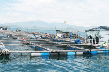 Lại phát hiện thương nhân Trung Quốc gom hàng trái phép