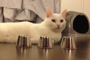 Chú mèo thông minh khiến cư dân mạng thán phục