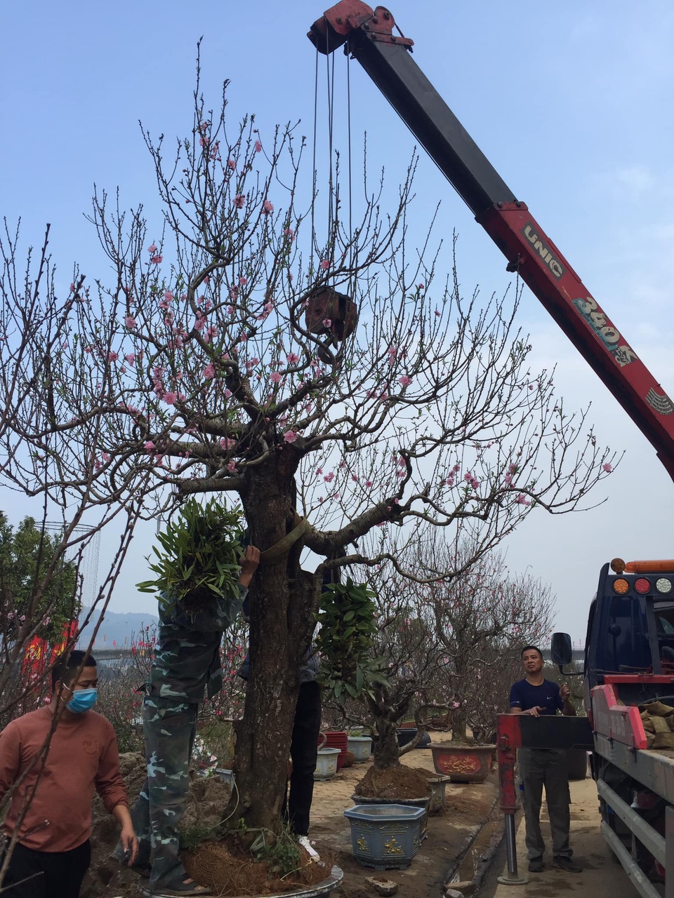 Lào Cai: Lan, đào, quất phô diễn tại chợ biên giới với giá rẻ bất ngờ! - 7 Lào Cai: Lan, đào, quất phô diễn tại chợ biên giới với giá rẻ bất ngờ! - 7