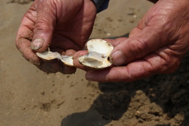 Xác định nguyên nhân ngao chết hàng loạt ở Hà Tĩnh