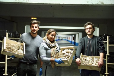 Biến hầm để xe thành nông trại trồng nấm, rau xanh ở Paris