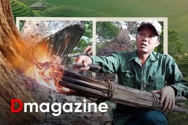 Loài cây hơ lửa mới tiết ra nhựa quý từng được đổi lấy vàng