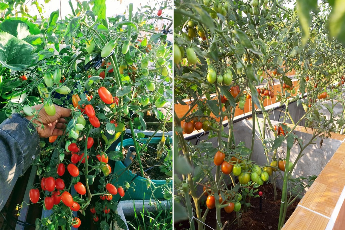 Ông bố đảm vác vật liệu lên sân thượng, xây bồn trồng đủ loại rau trái - 8 Ông bố đảm vác vật liệu lên sân thượng, xây bồn trồng đủ loại rau trái - 8