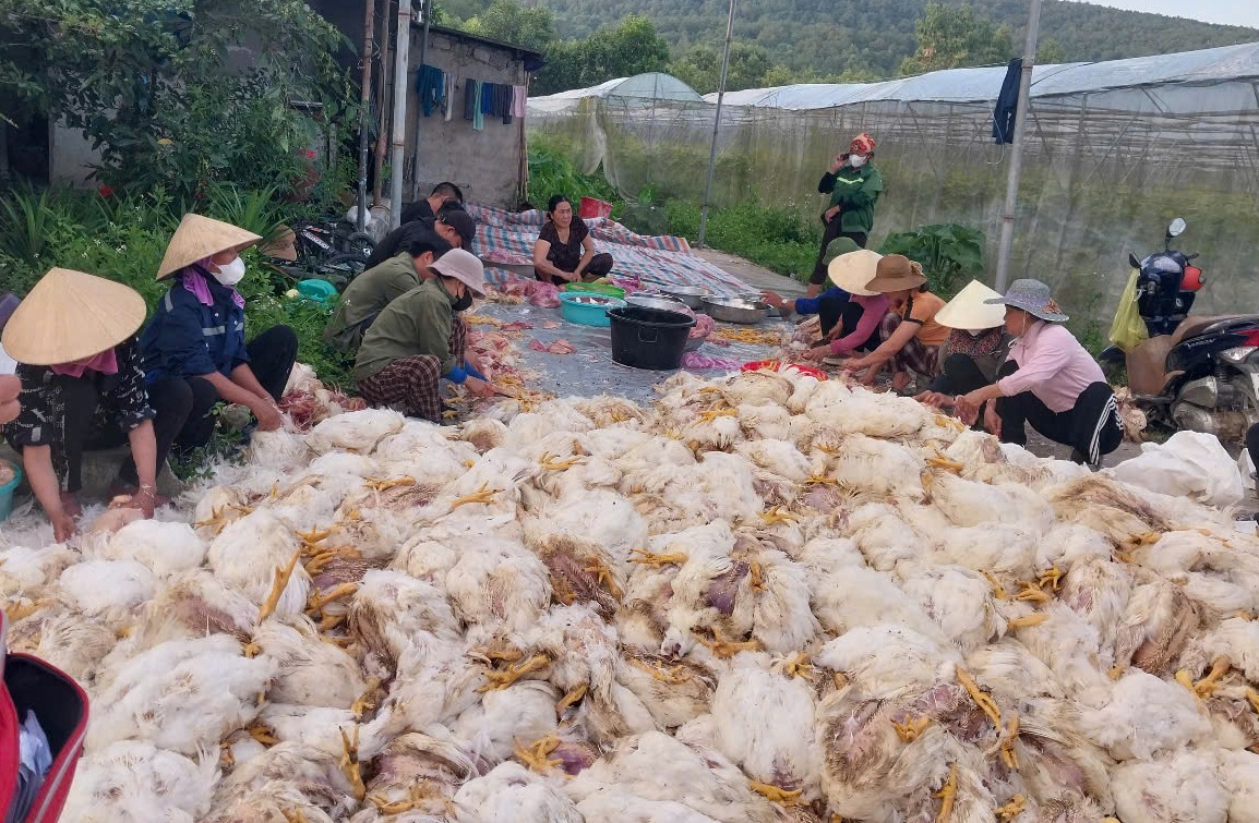 Chủ trang trại bất lực nhìn 10.000 con gà chết la liệt trước ngày xuất bán - 2