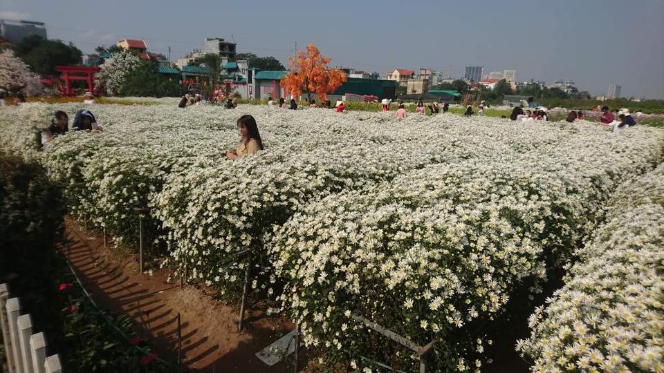 Cúc họa mi bung nở đón đông, rợp đường Hà Nội - 6 Cúc họa mi bung nở đón đông, rợp đường Hà Nội - 6
