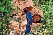 Tạm giữ nhóm đối tượng cưa hạ 2 cây cổ thụ