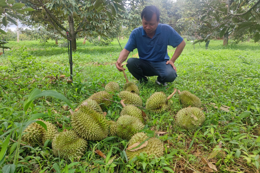 Trận mưa dông và lốc xoáy tàn phá vườn sầu riêng, gây thiệt hại hàng trăm triệu đồng cho nông dân Gia Lai