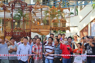 Tết đến vào Nha Trang xem chim, cây, đá đua tài