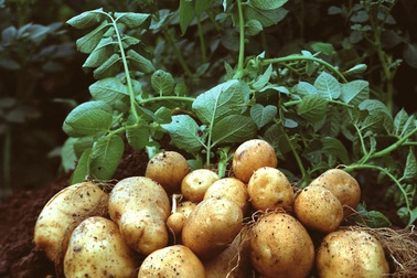 Trồng khoai tây trên sao Hỏa