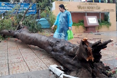 TPHCM: Chi phí chăm sóc cây xanh lớn, trường không có tiền