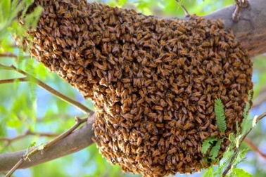 Hy hữu: Xe buýt lao thẳng vào tổ ong sát thủ khiến 6 người bỏ mạng