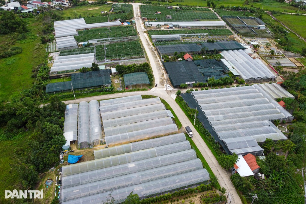 Làng hoa lớn nhất Đà Nẵng đỏ mắt tìm nhân công, dù trả lương cao - 1 Làng hoa lớn nhất Đà Nẵng đỏ mắt tìm nhân công, dù trả lương cao - 1