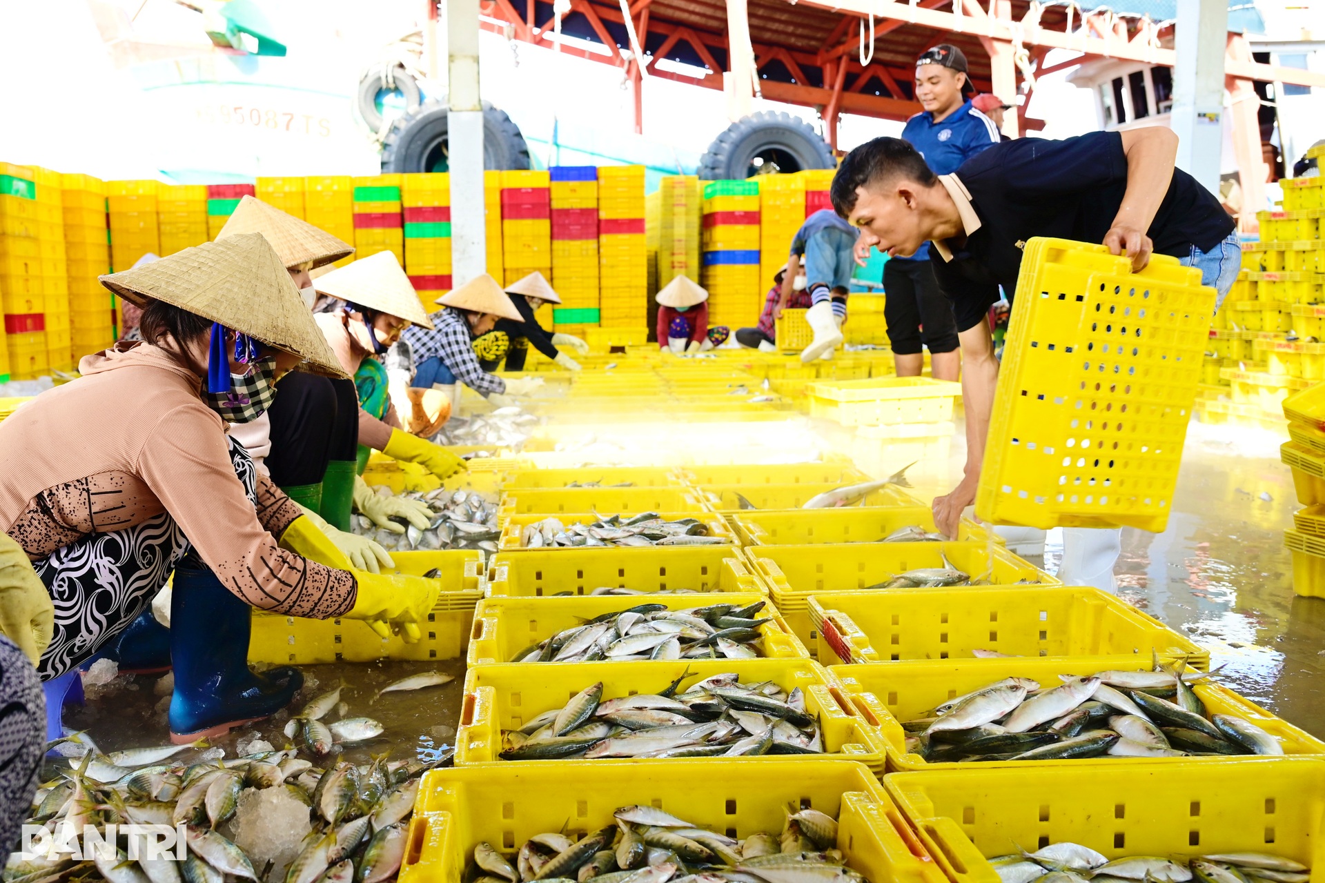 Cuộc sống trở lại nơi cảng cá huyết mạch miền Tây sau bão - 6 Cuộc sống trở lại nơi cảng cá huyết mạch miền Tây sau bão - 6