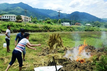 10 con bò bị sét đánh chết trong bìa rừng