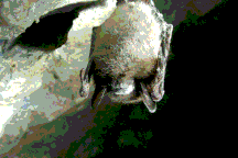 Vì sao dơi trở thành hang ổ trú ngụ của virus?