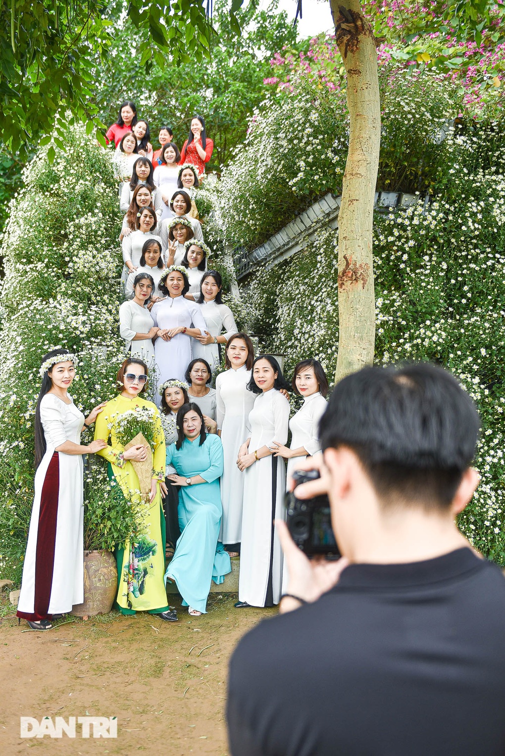 Vườn cúc họa mi thất thủ người dân chen chân chụp ảnh ở Hà Nội - 9