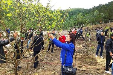 Trồng 103 cây mai vàng tại khu mộ Đại tướng Võ Nguyên Giáp