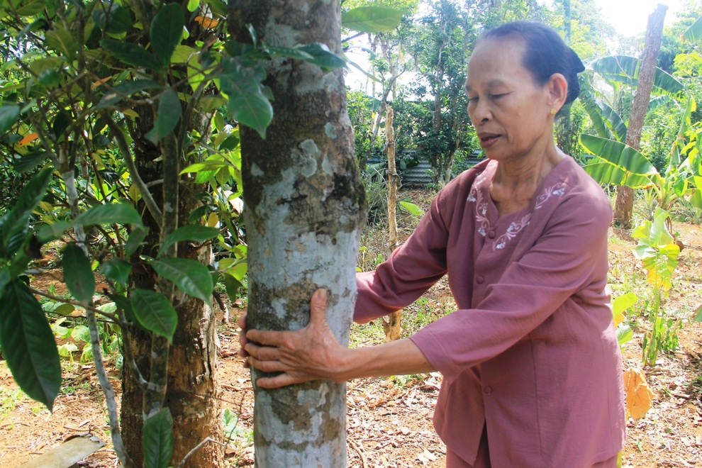 Vườn chè cổ thụ được gìn giữ như báu vật, trả tiền triệu mỗi gốc không bán - 3 Vườn chè cổ thụ được gìn giữ như báu vật, trả tiền triệu mỗi gốc không bán - 3