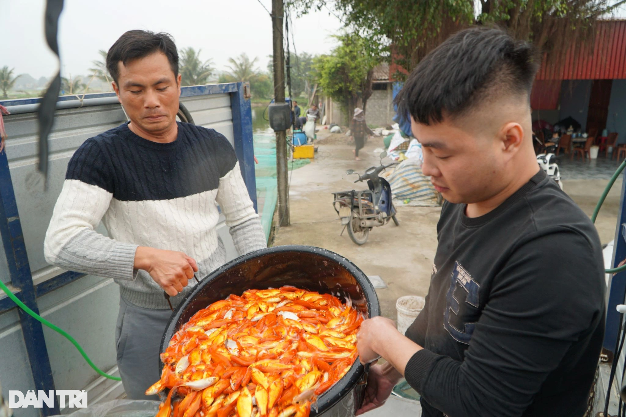Vét hồ gom 3 tấn cá chép, kiếm gọn trăm triệu trước ngày ông Táo về trời - 8 Vét hồ gom 3 tấn cá chép, kiếm gọn trăm triệu trước ngày ông Táo về trời - 8
