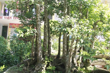 Cận cảnh cây khế “vàng” khách trả 300 triệu, chủ nhất định không bán