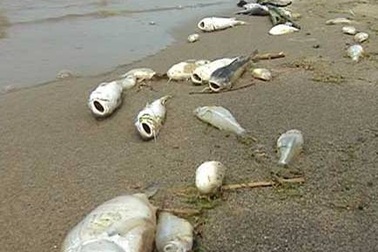 Đóng cửa vĩnh viễn nhà máy “đầu độc” sông Trà Khúc