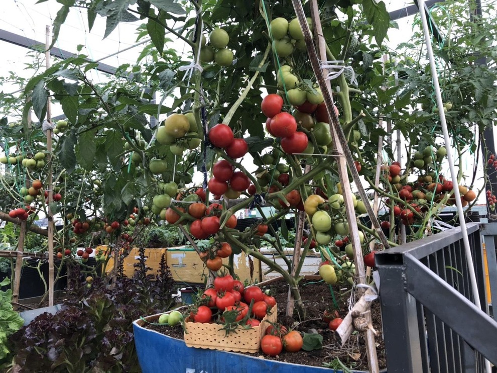 Cặm cụi vác đất lên tầng 5, mẹ đảm Đà Nẵng có vườn rau trái 100m2 - 5