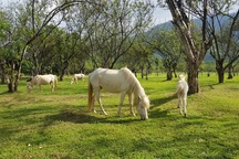 Ngắm đàn "bạch mã" gặm cỏ trong vườn đào đẹp như tranh ở Khánh Hòa