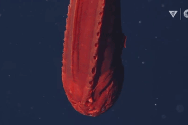 10 sinh vật kỳ quái nhất được tìm thấy dưới đại dương năm 2021