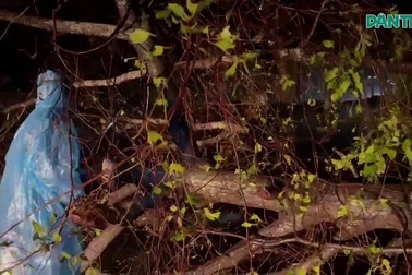 Lực lượng nhân viên công ty cây xanh xuống đường dọn dẹp ngay trong đêm