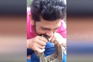 Video người đàn ông ngậm 4 đầu rắn kịch độc ở Brazil