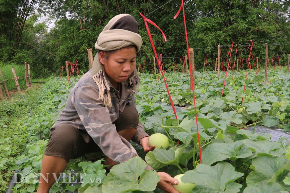 Trồng giống dưa lạ, chín trái nào thương lái khuân sạch - 4 Trồng giống dưa lạ, chín trái nào thương lái khuân sạch - 4