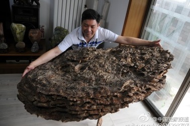 Trung Quốc: Phát hiện cây nấm khổng lồ