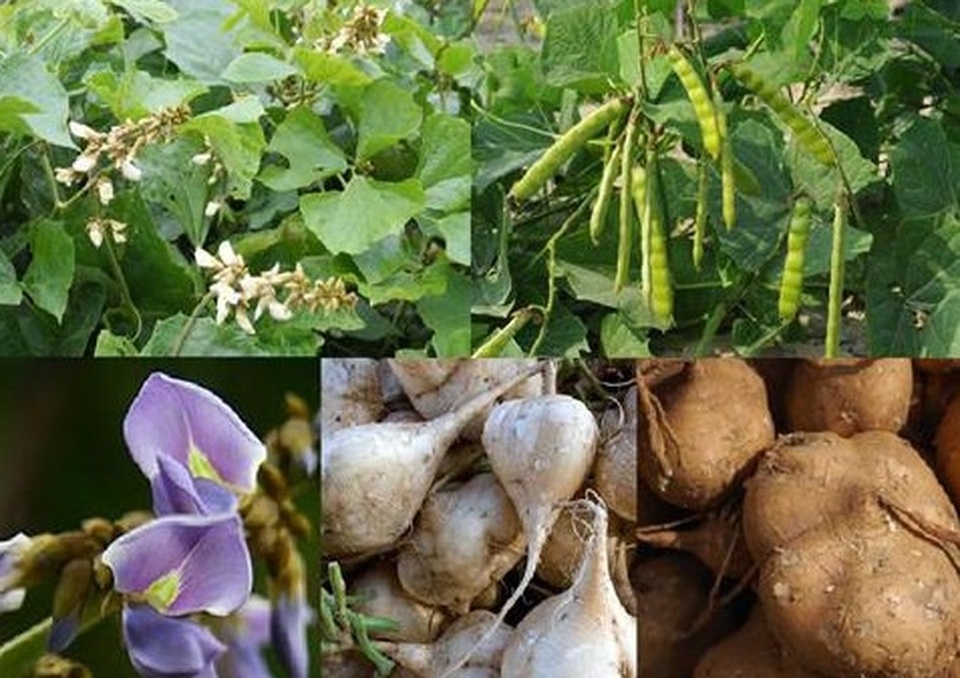 Những chất độc từ thức ăn thực vật - 3 Những chất độc từ thức ăn thực vật - 3
