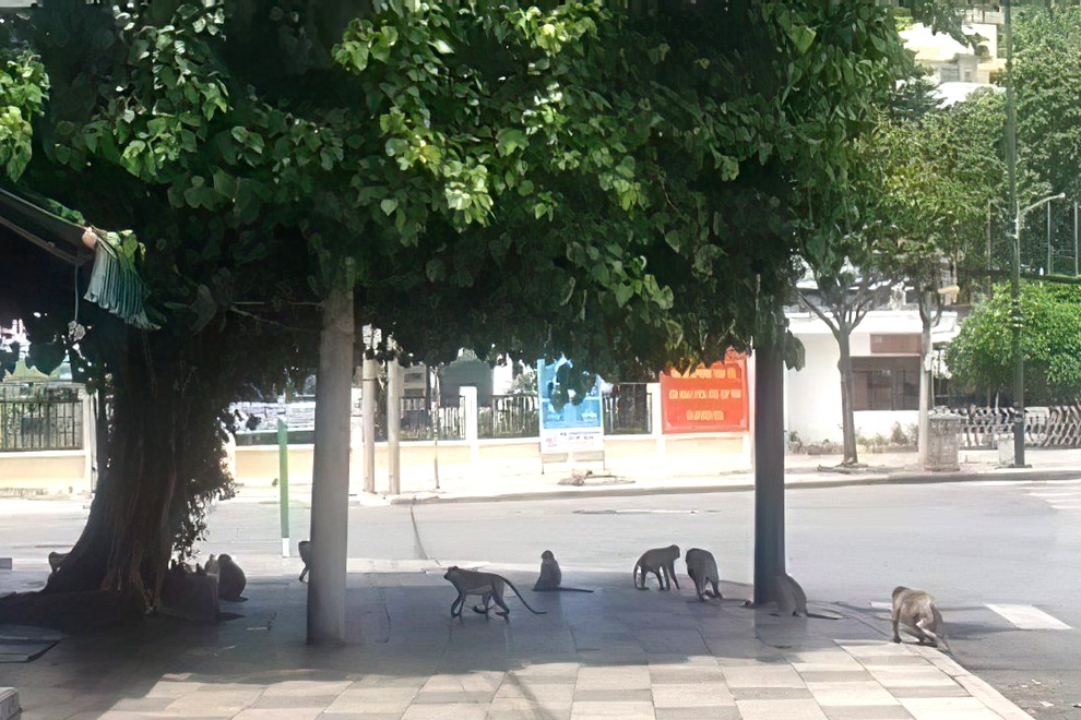 Khỉ tràn xuống phố tìm thức ăn khi TP Vũng Tàu giãn cách xã hội - 1 Khỉ tràn xuống phố tìm thức ăn khi TP Vũng Tàu giãn cách xã hội - 1
