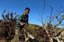 Công an Đắk Nông sẽ điều tra vụ 700 cây cà phê bị chặt phá