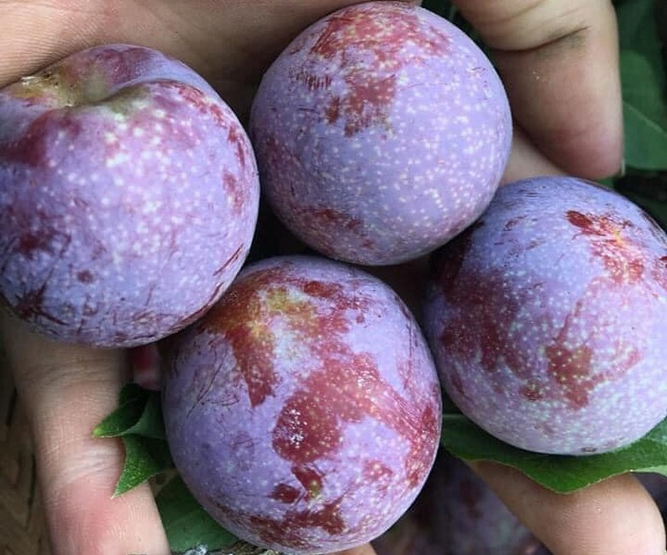 Mận đồi Pu Nhi ngọt như cherry, giá đắt ngang nho Mỹ vẫn “cháy” hàng - 12 Mận đồi Pu Nhi ngọt như cherry, giá đắt ngang nho Mỹ vẫn “cháy” hàng - 12