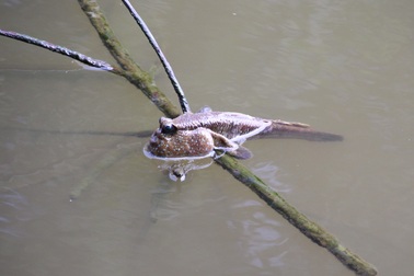 Cà Mau đề xuất nghiên cứu ứng dụng công nghệ bảo tồn loài cá… "leo cây"